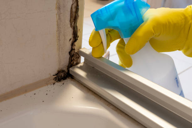 Best Bathroom Mold Remediation in Philomath, OR